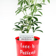 Load image into Gallery viewer, Umbrella Schefflera Plant In &quot;Love Is Patient&quot; Nursery Pot
