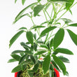 Load image into Gallery viewer, Umbrella Schefflera Plant In &quot;Love Is Patient&quot; Nursery Pot

