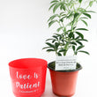 Load image into Gallery viewer, Umbrella Schefflera Plant In &quot;Love Is Patient&quot; Nursery Pot
