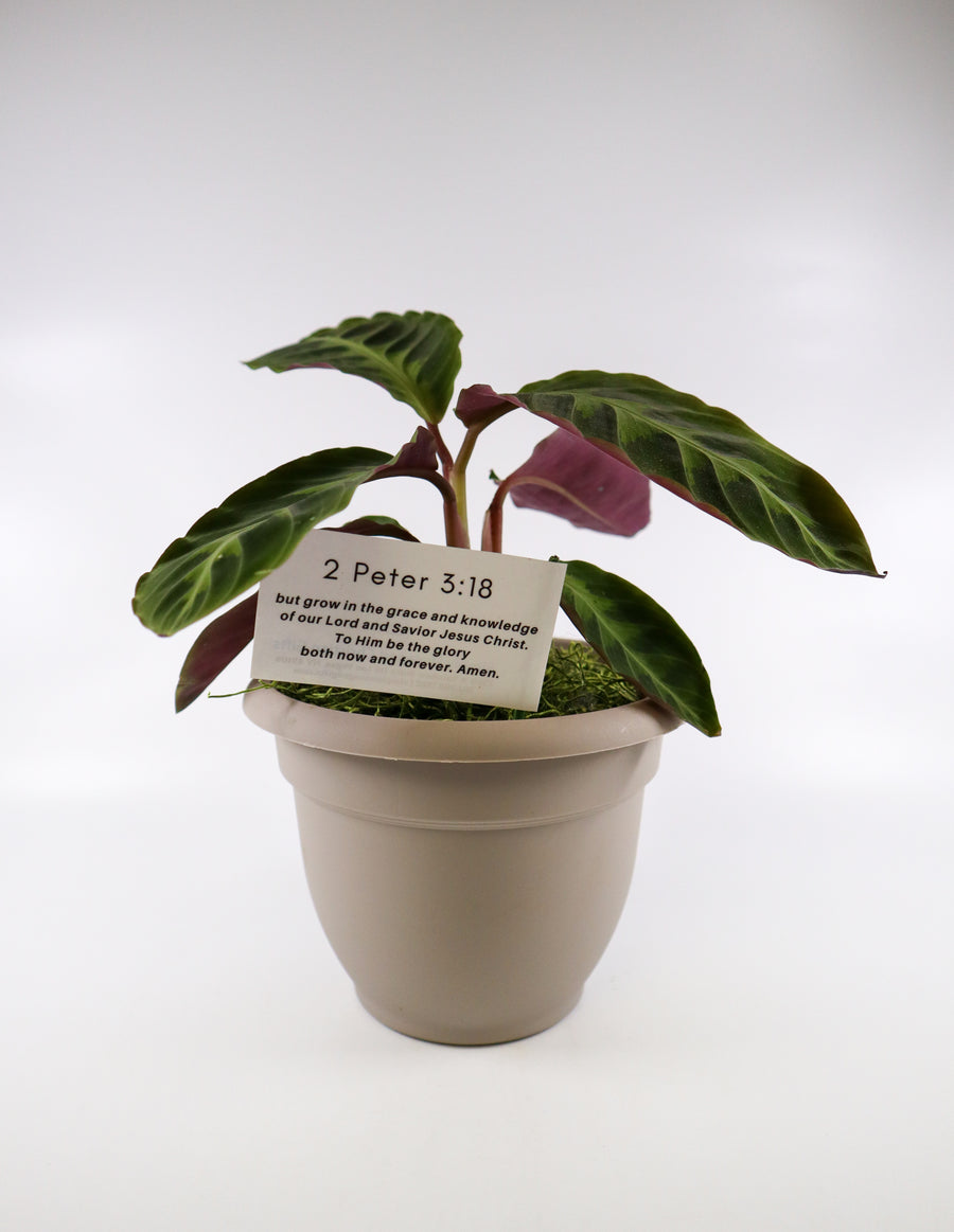 Calathea Jungle Velvet Plant