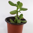 Load image into Gallery viewer, Jade Succulent Plant in Yellow Ceramic Flower Pot
