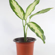 Load image into Gallery viewer, Dieffenbachia Plant in a White Glass Coral Pattern Plant Pot
