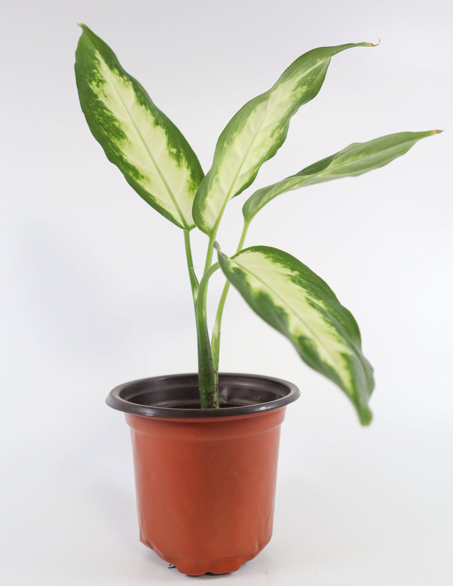 Dieffenbachia Plant in a Bamboo Square Planter