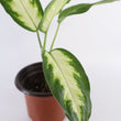 Load image into Gallery viewer, Dieffenbachia Plant in a Yellow Ceramic Flower Pot

