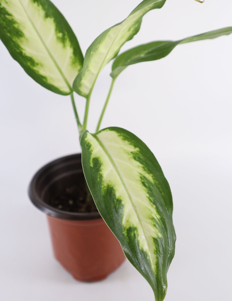 Dieffenbachia Plant in a White Glass Coral Pattern Plant Pot