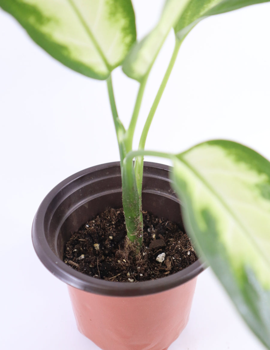 Dieffenbachia Plant in a Yellow Ceramic Flower Pot