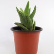 Load image into Gallery viewer, Aloe Nobilis &#39;Gold Tooth Aloe&#39; Succulent Plant in Silver Plant Pot
