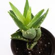 Load image into Gallery viewer, Aloe Nobilis &#39;Gold Tooth Aloe&#39; Succulent Plant in White Glass Coral Pattern Plant Pot
