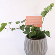 Load image into Gallery viewer, Persian Ivy Live Plant in a Gray Ceramic Flower Pot
