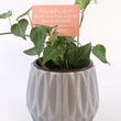 Load image into Gallery viewer, Persian Ivy Live Plant in a Gray Ceramic Flower Pot
