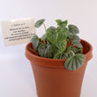 Load image into Gallery viewer, Peperomia Caperata &#39;Frost&#39; Live Plant
