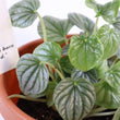 Load image into Gallery viewer, Peperomia Caperata &#39;Frost&#39; Live Plant
