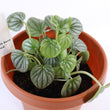 Load image into Gallery viewer, Peperomia Caperata &#39;Frost&#39; Live Plant
