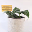 Load image into Gallery viewer, Scindapsus Pictus &#39;Exotica&#39; Live Plant in Modern White Ceramic Plant Pot
