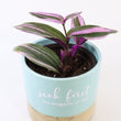 Load image into Gallery viewer, Tradescantia &#39;Albiflora&#39; Nanouk Live Plant in &quot;Seek First The Kingdom Of God&quot; Nursery Pot
