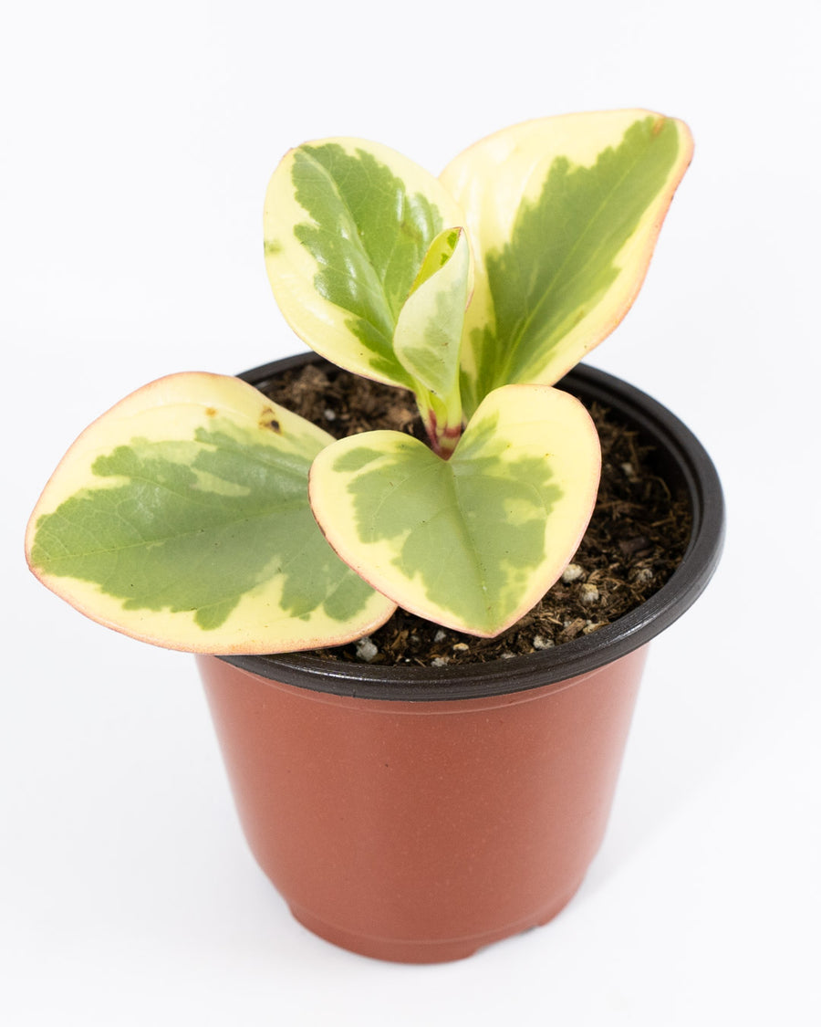 Baby Rubberplant - Live Plant