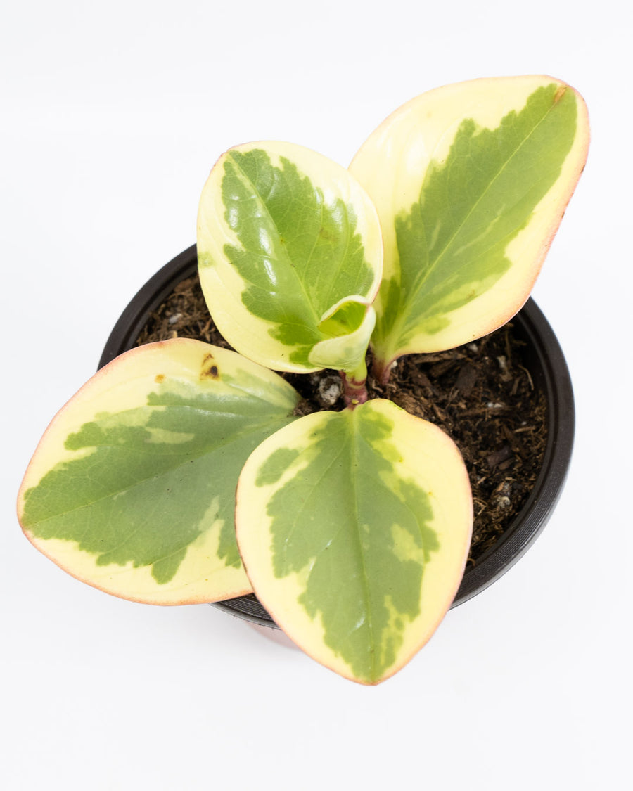 Baby Rubberplant - Live Plant