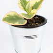 Load image into Gallery viewer, Baby Rubberplant - Live Plant
