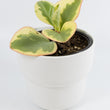 Load image into Gallery viewer, Baby Rubberplant - Live Plant
