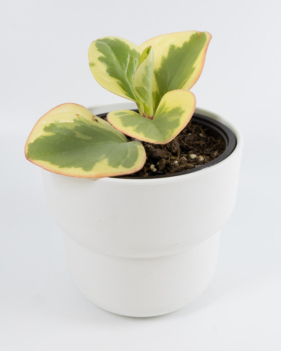 Baby Rubberplant - Live Plant