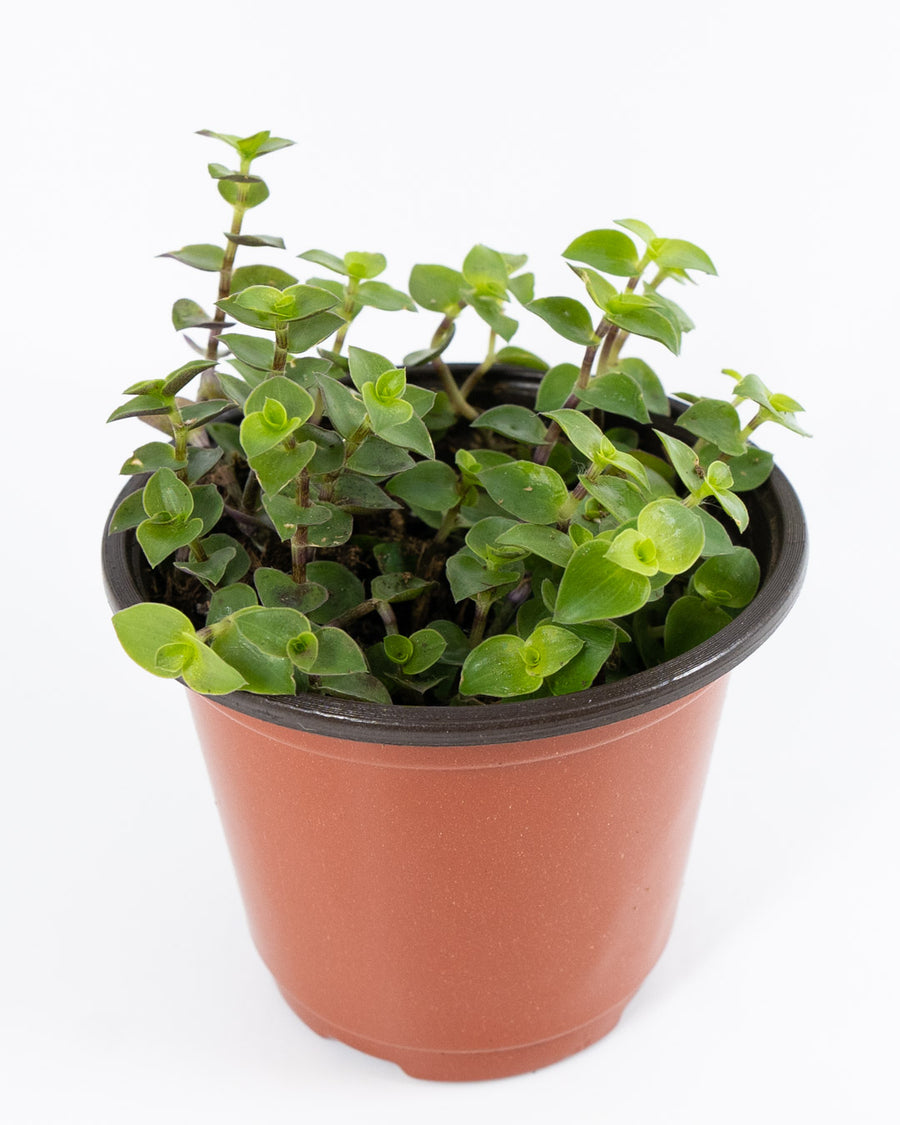 Creeping Inch Plant - Live Plant