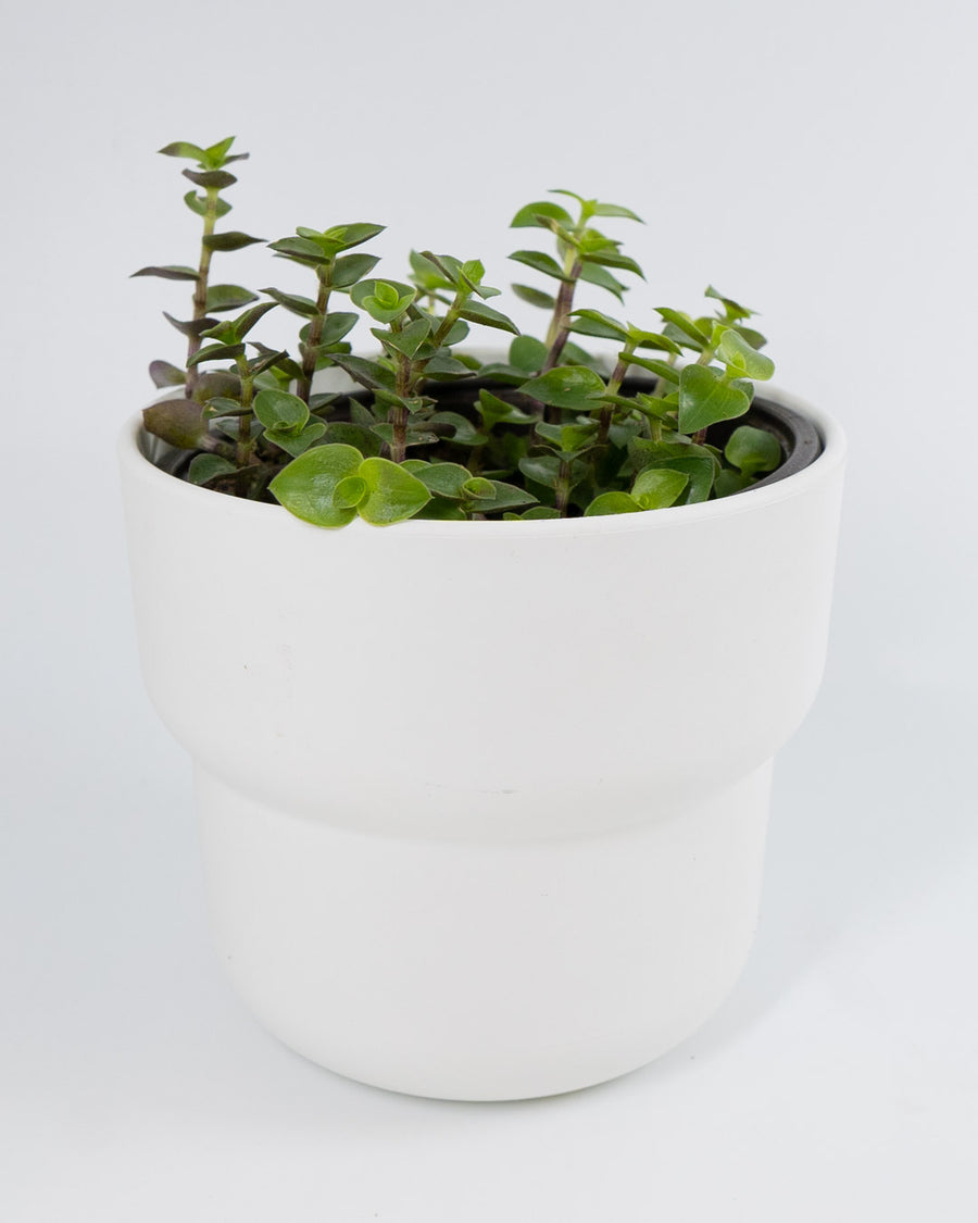 Creeping Inch Plant - Live Plant