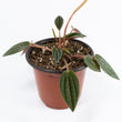 Load image into Gallery viewer, Peperomia Rosso Plant
