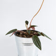 Load image into Gallery viewer, Peperomia Rosso Plant
