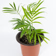 Load image into Gallery viewer, Neanthe Bella Palm Plant
