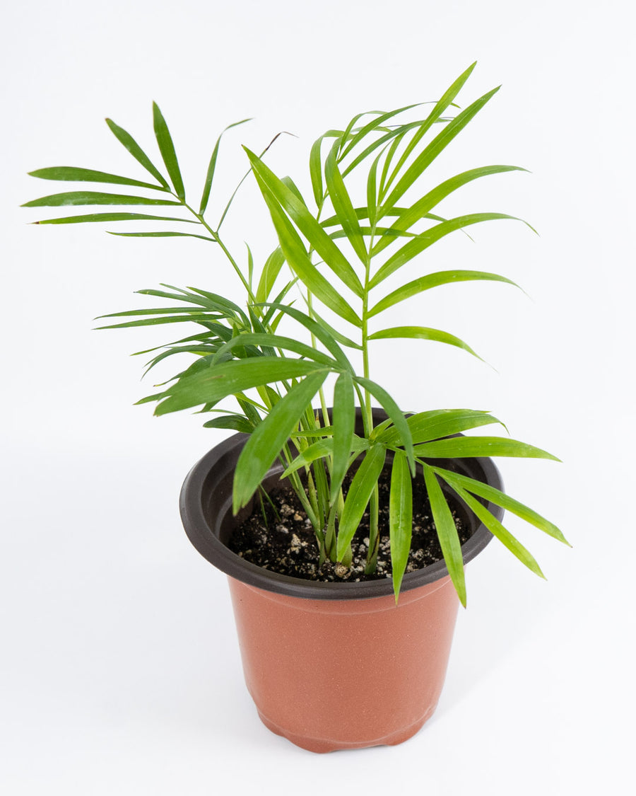 Neanthe Bella Palm Plant