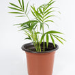 Load image into Gallery viewer, Neanthe Bella Palm Plant
