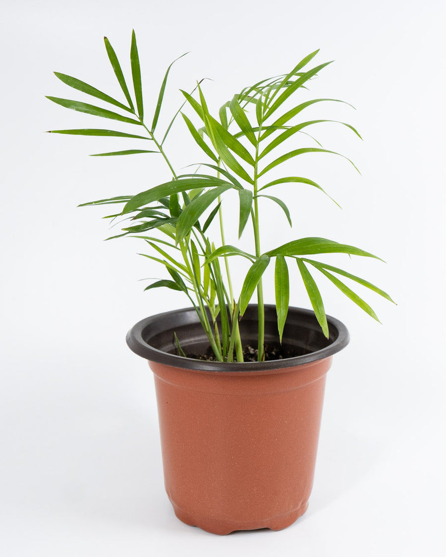 Neanthe Bella Palm Plant