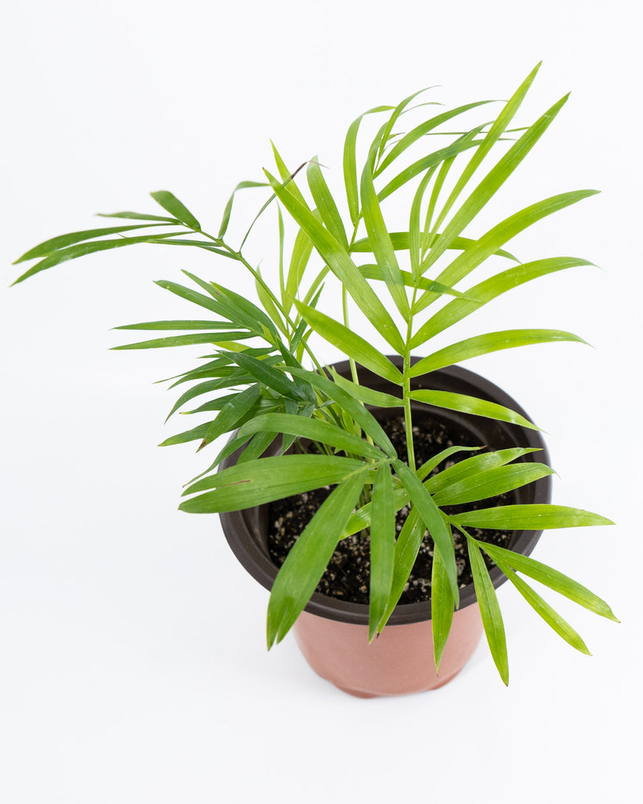 Neanthe Bella Palm Plant