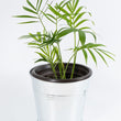 Load image into Gallery viewer, Neanthe Bella Palm Plant
