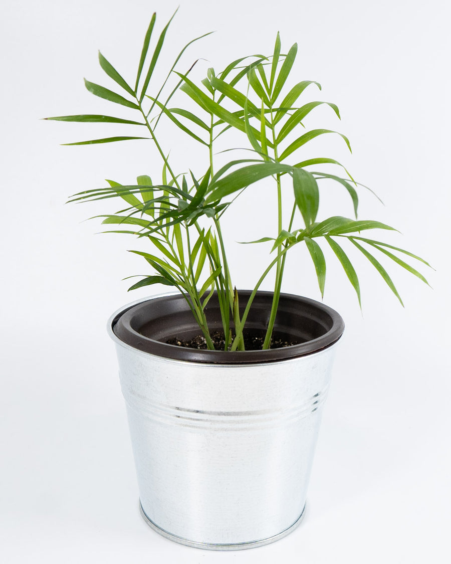 Neanthe Bella Palm Plant