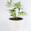 Load image into Gallery viewer, Neanthe Bella Palm Plant
