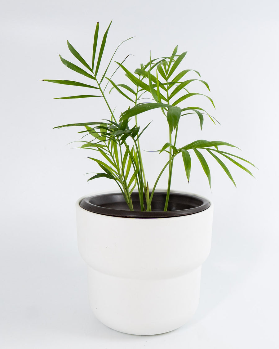 Neanthe Bella Palm Plant