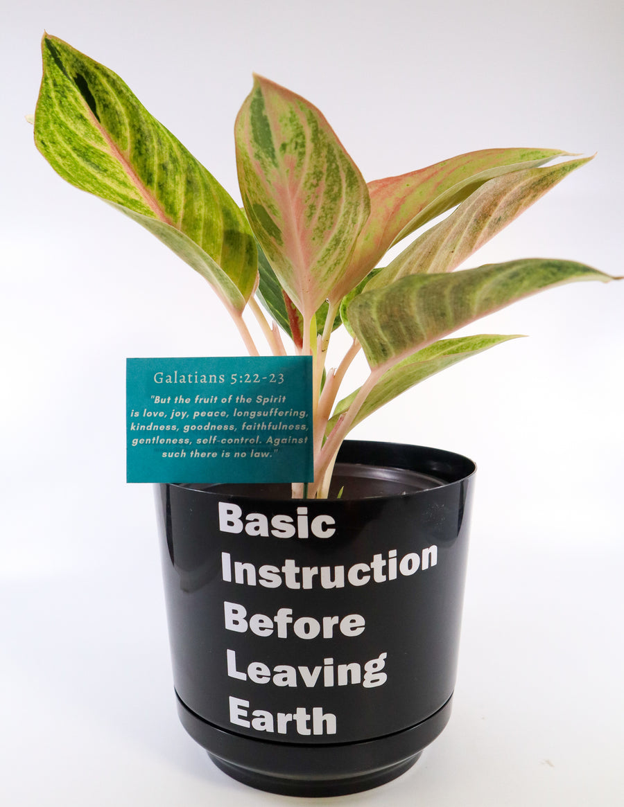 Pink Aglaonema Plant