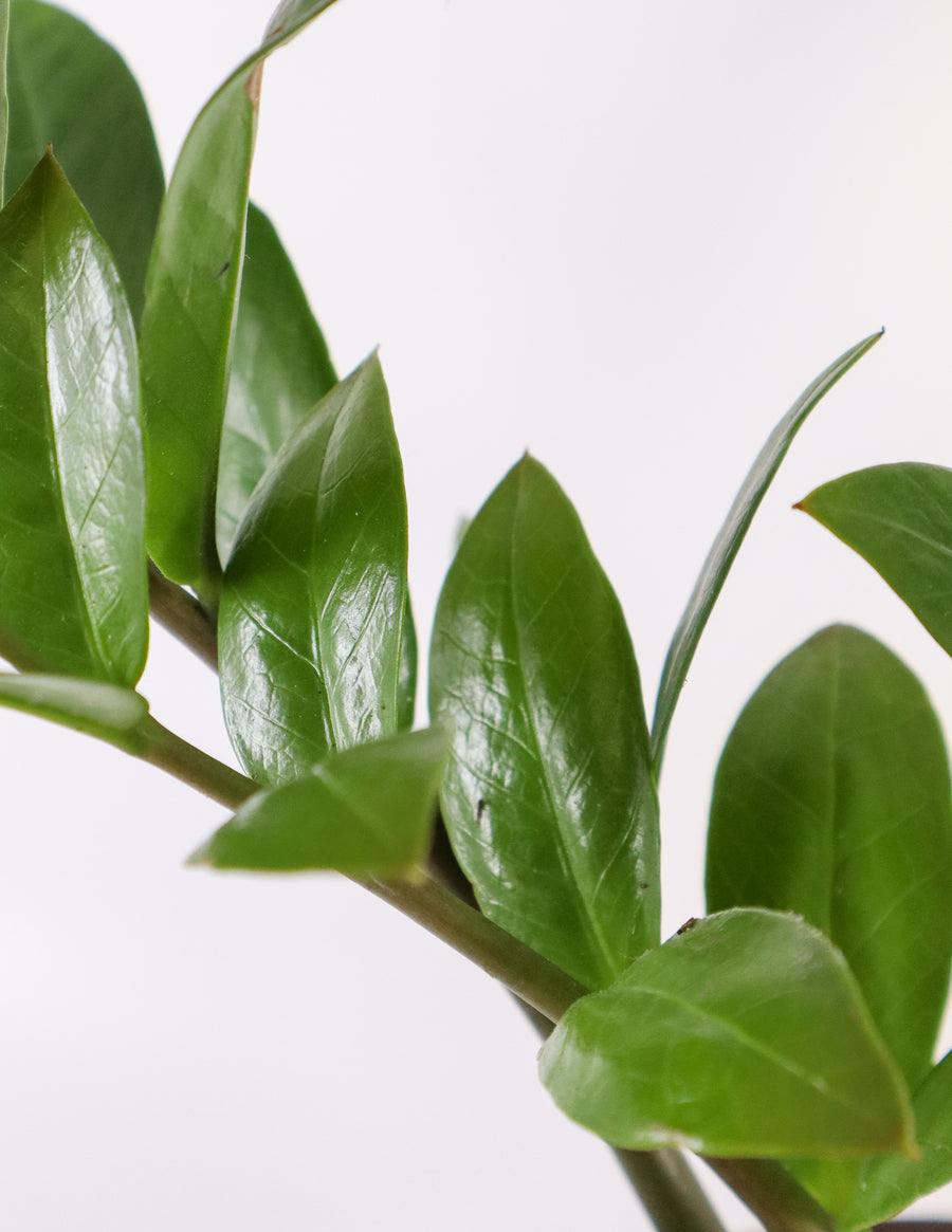 ZZ Plant in a Gray Ceramic Nursery Pot