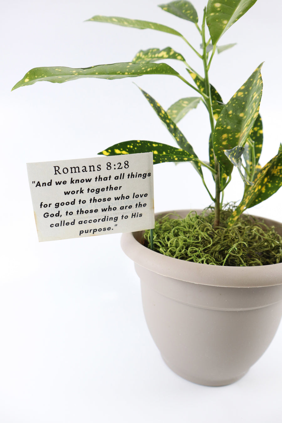 Croton Gold Dust Live Plant