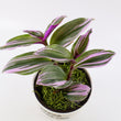 Load image into Gallery viewer, Tradescantia &#39;Albiflora&#39; Nanouk Live Plant in &quot;Grow In The Lord&quot; Nursery Pot
