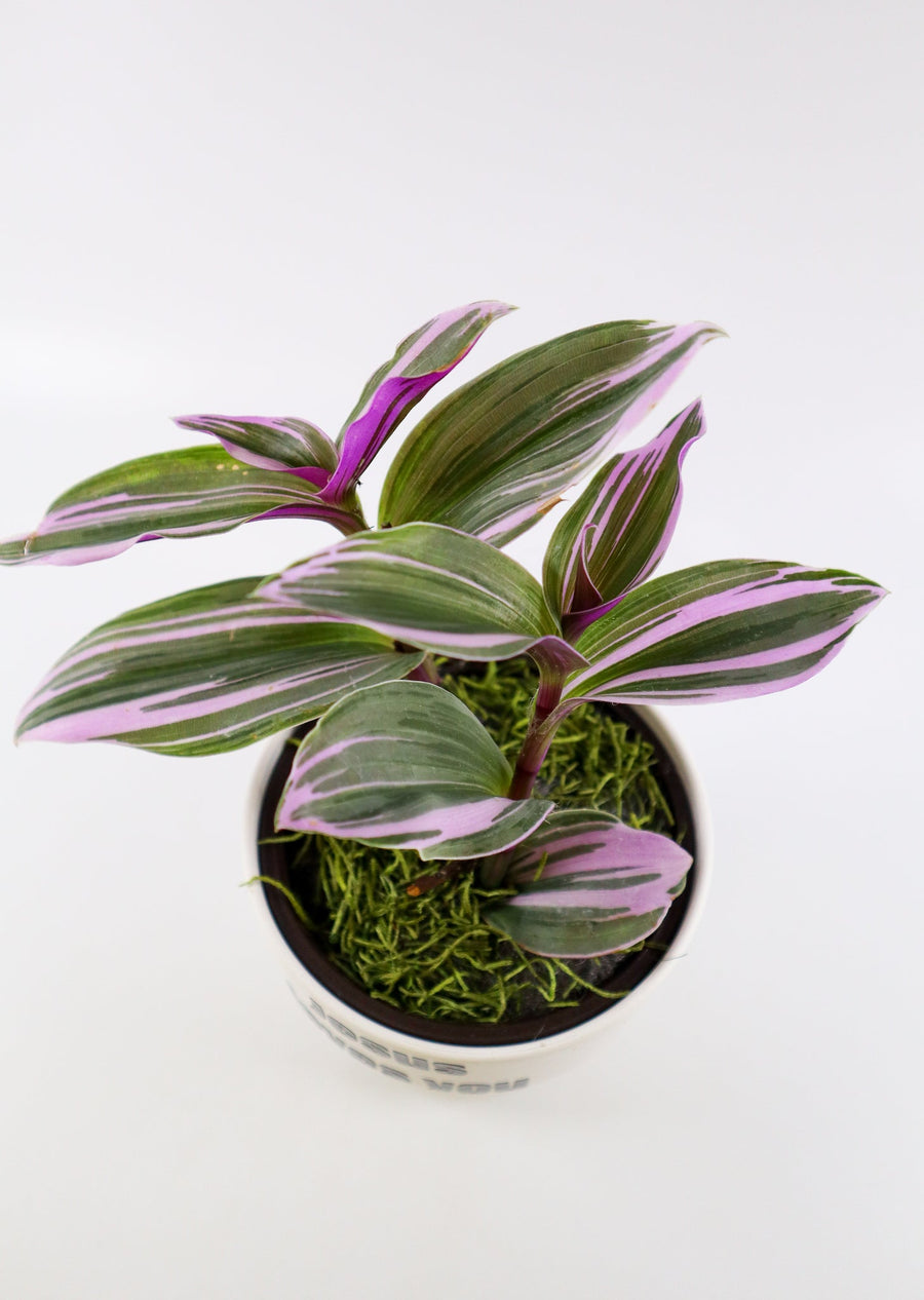 Tradescantia 'Albiflora' Nanouk Live Plant in "Grow In The Lord" Nursery Pot