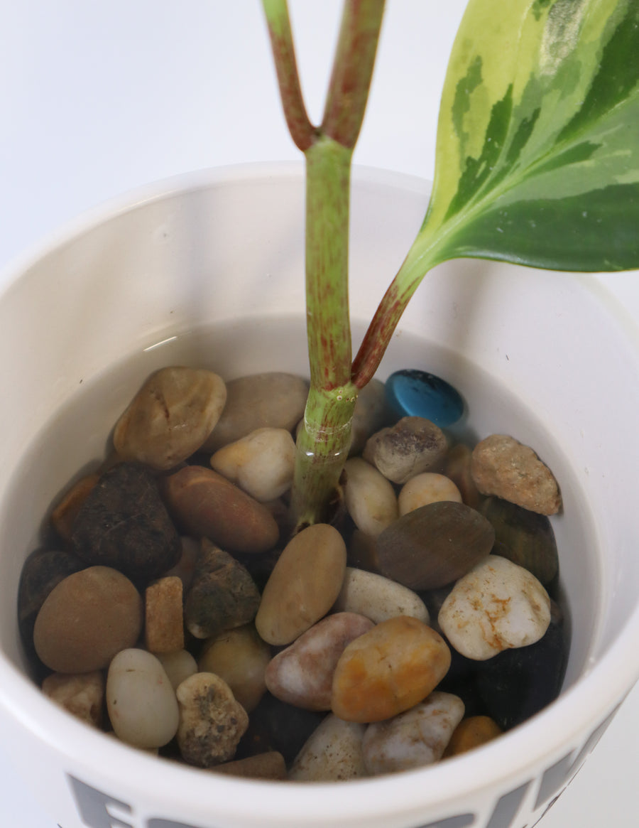 Peperomia Obtusifolia Plant