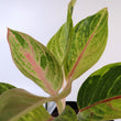 Load image into Gallery viewer, Pink Aglaonema Plant
