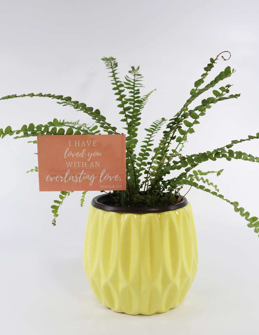 Ladder Fern Plant in a Yellow Ceramic Flower Pot