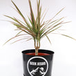 Load image into Gallery viewer, Dracaena Marginata Bush &#39;Colorama&#39; in a Seek Jesus Black Nursery Pot

