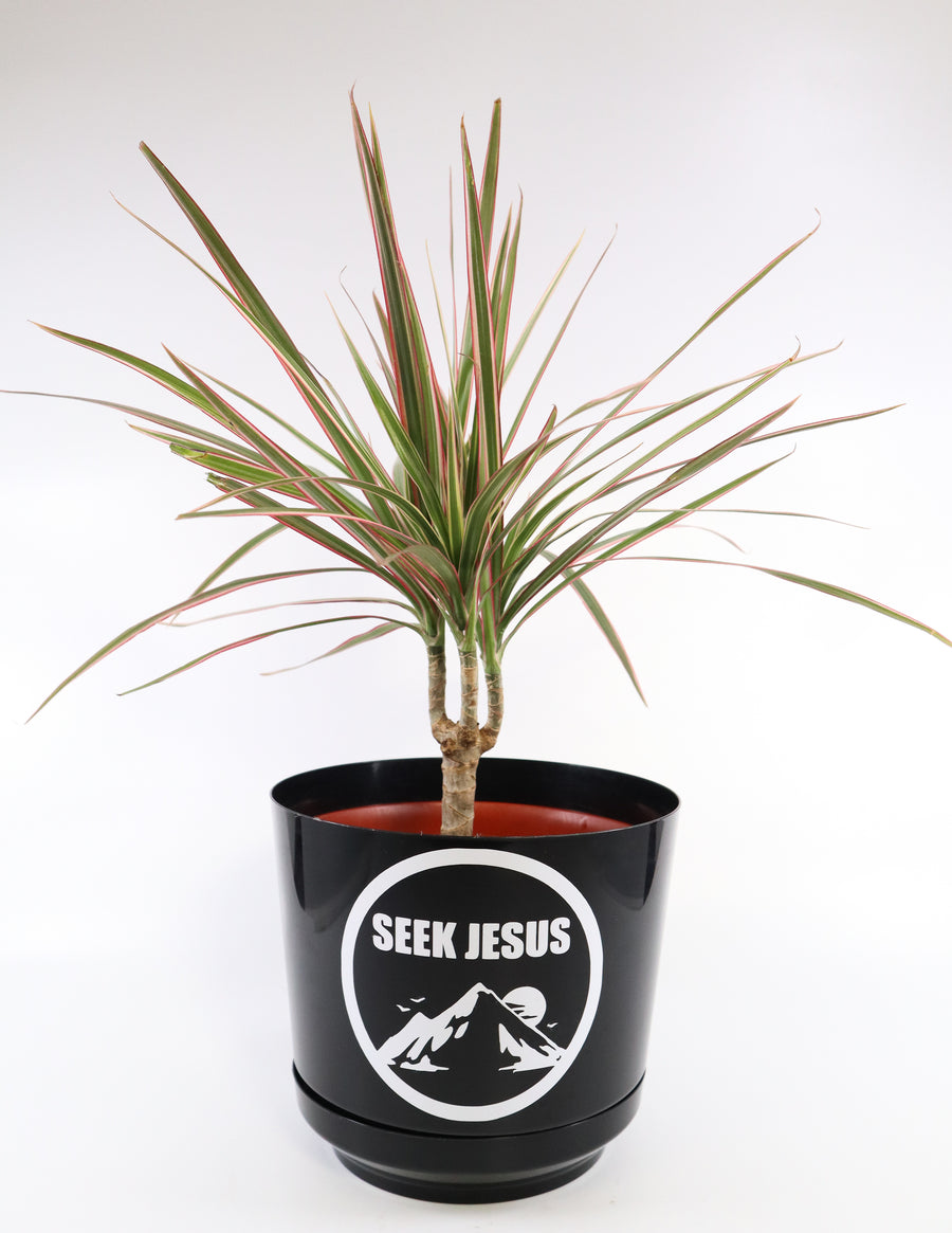 Dracaena Marginata Bush 'Colorama' in a Seek Jesus Black Nursery Pot