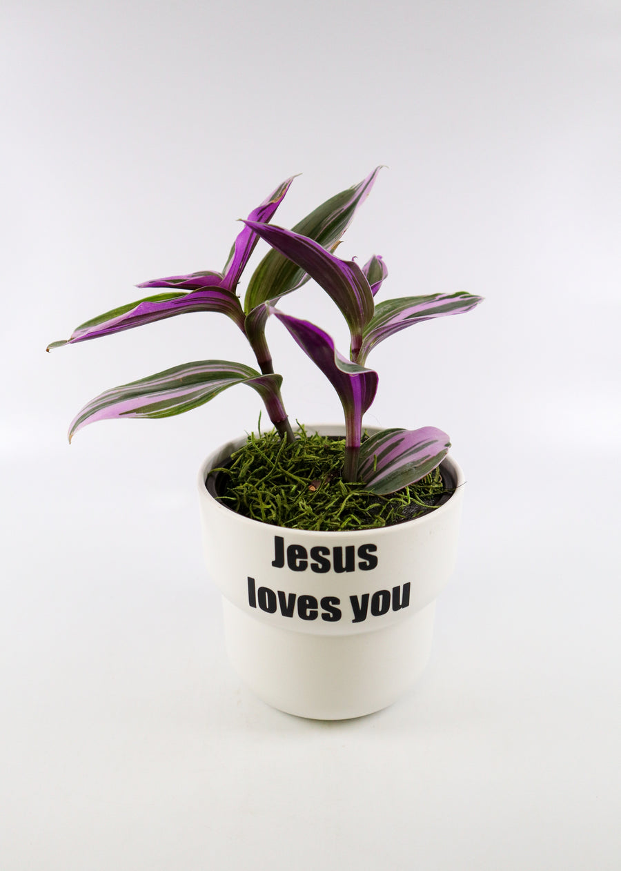 Tradescantia 'Albiflora' Nanouk Plant in "Jesus loves you" Nursery Pot