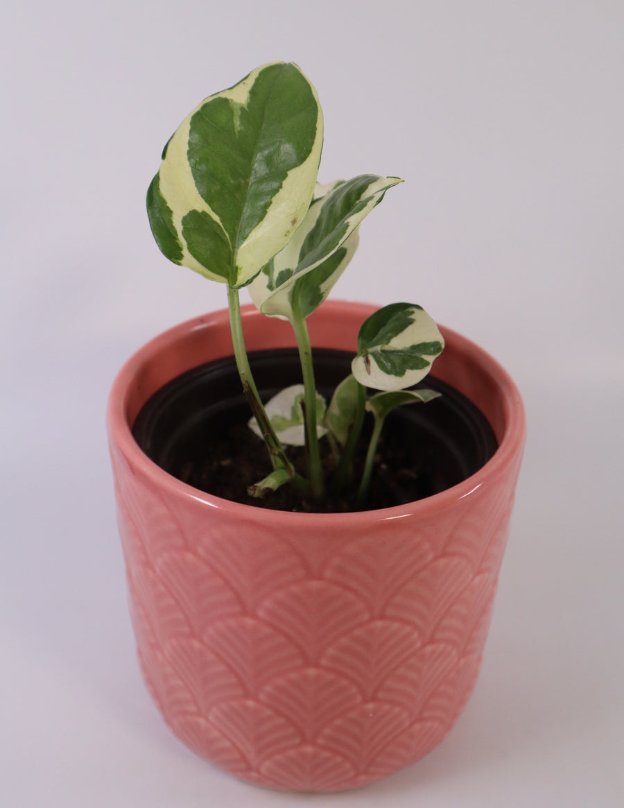 N'Joy Pothos Plant