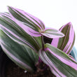 Load image into Gallery viewer, Tradescantia &#39;Albiflora&#39; Nanouk Live Plant in &quot;Seek First The Kingdom Of God&quot; Nursery Pot

